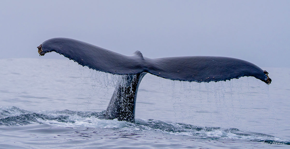 Humpback