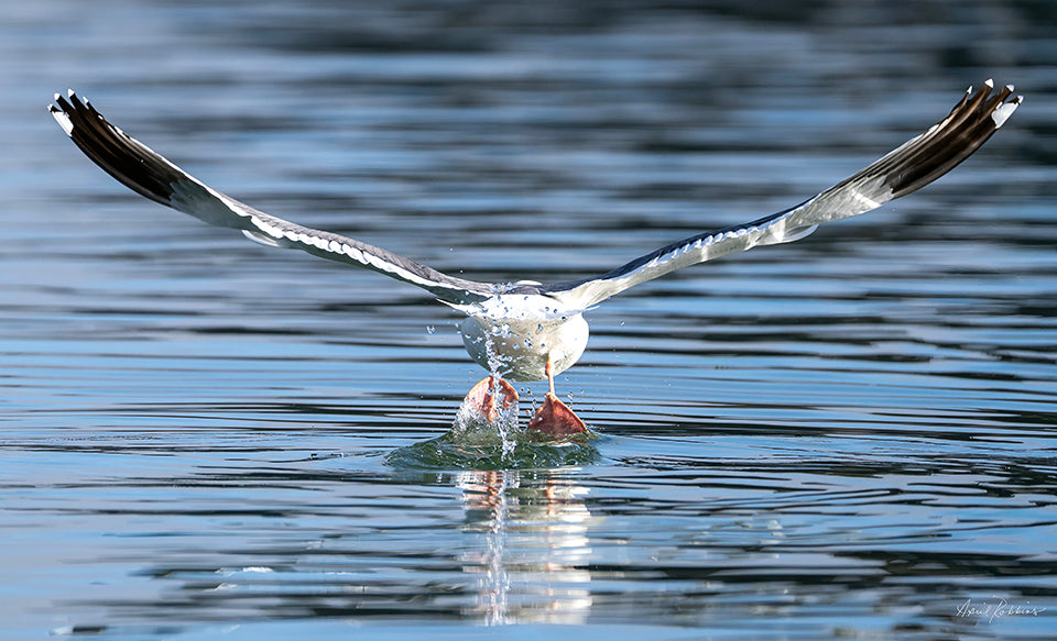 Take Off!