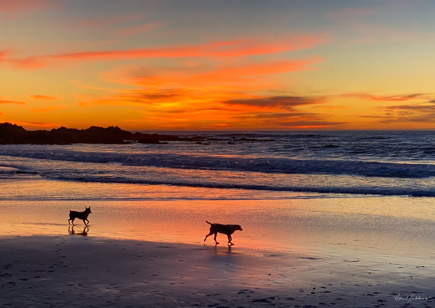 Carmel Dog Glow Photo - April Robbins Photography