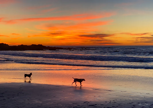 Carmel Dog Glow Photo - April Robbins Photography