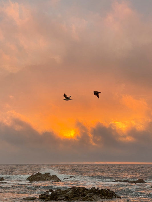 Fire Flight Photo - April Robbins Photography