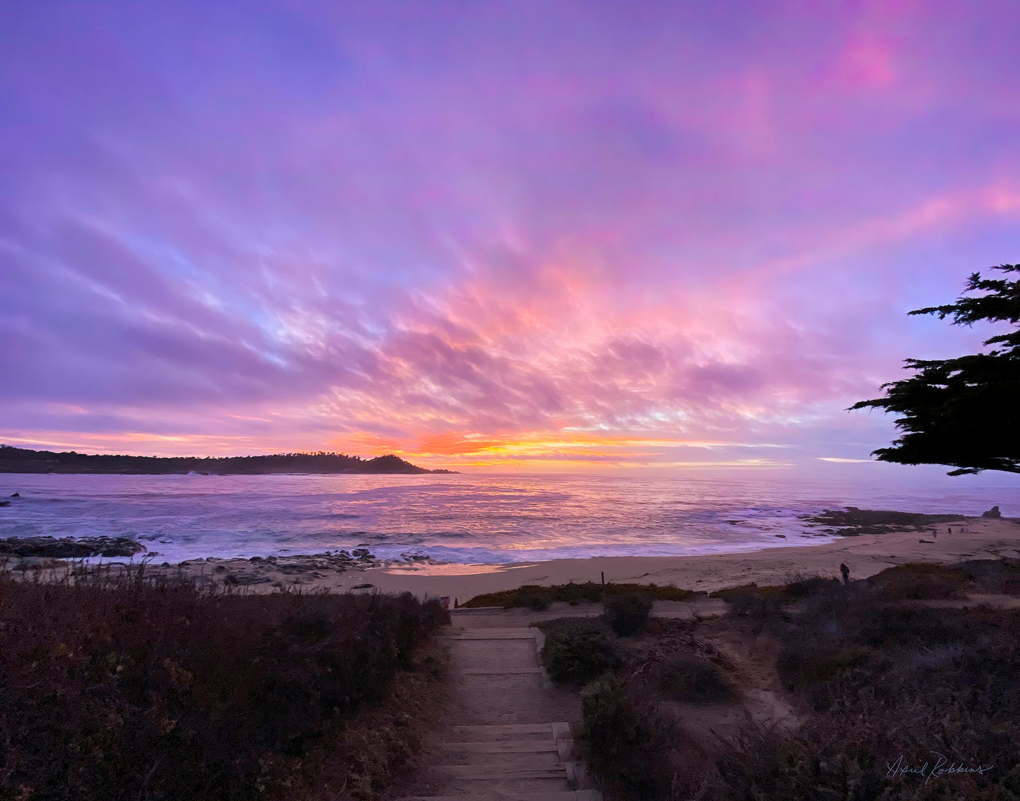 Purple Steps